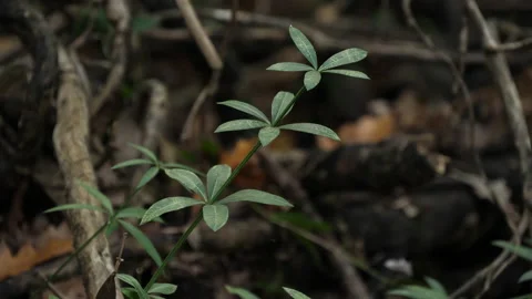 Cerris bark 動画素材 229696636