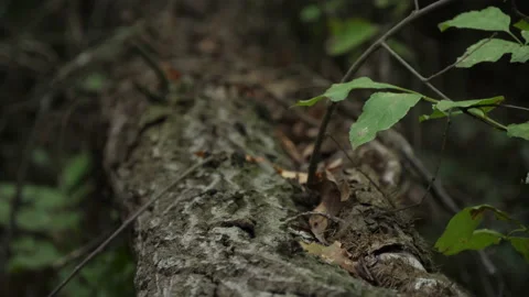 Cerris bark 動画素材 229696664