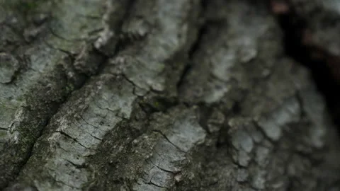 Cerris bark Stock Footage 229696686