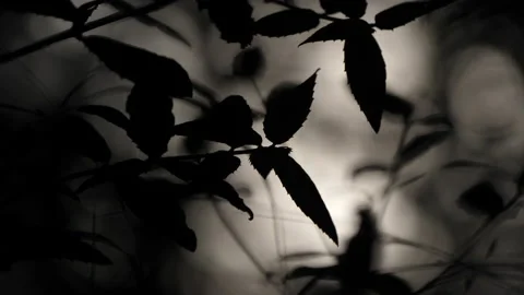 Cerris bark 動画素材 229698325