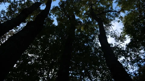 Cerris bark 動画素材 229698330