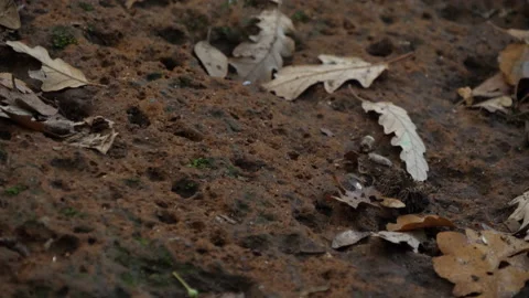 Cerris bark Stock Footage 229698448