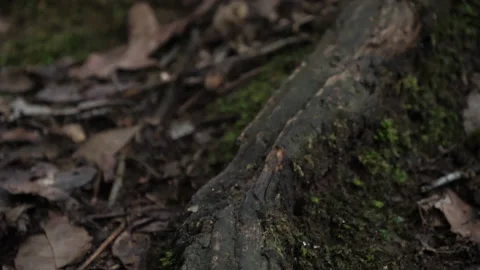 Cerris bark Stock-Footage 229704585