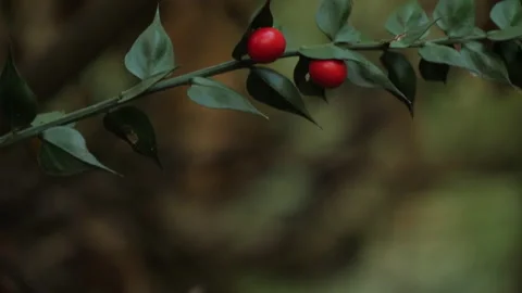 Cerris bark Stock-Footage 229788796