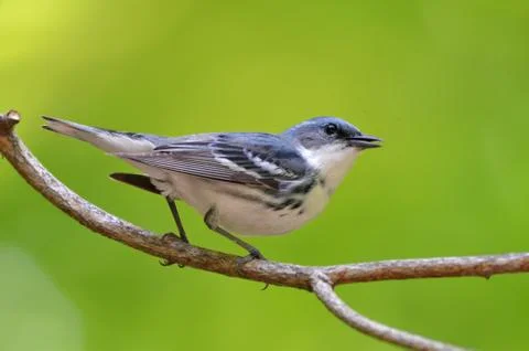 Cerulean warbler Stock Photos