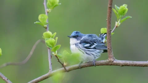 Cerulean Warbler resting Video stock 172335000