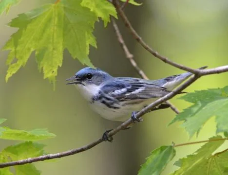 Cerulean warbler3 Stock Photos