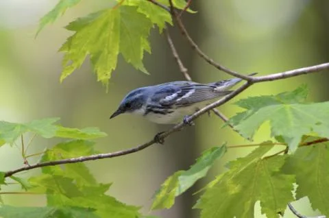 Cerulean warbler4 Stock Photos
