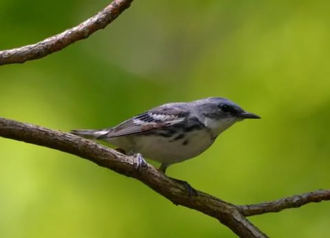 Cerulean warbler6 Foto stock