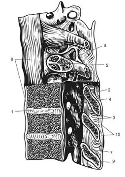 Cervical connection scheme Stock Illustration