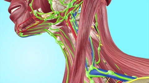 Cervical Lymph Nodes Lymphatic System Stock-Footage 137793247