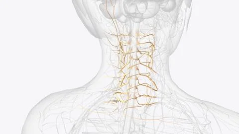The cervical spinal nerves, sometimes called nerve rootlets, exit the spina.. Stock Illustration
