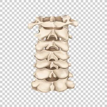 Cervical spine 5 Stock Illustration