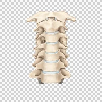 Cervical spine 6 Stock Illustration