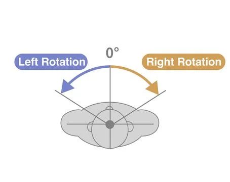 Cervical Spine and Neck Range of Motion (ROM) Illustration Stock-Illustration