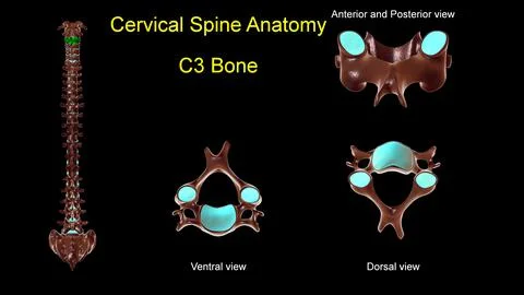 Cervical spine C 3 bone anatomy for medical concept 3D Illustration Stock Illustration