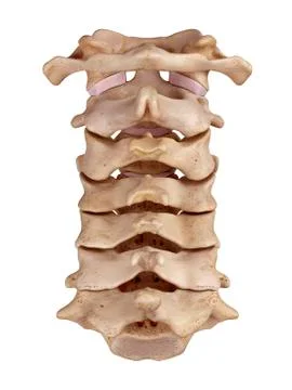 Cervical spine Stock Illustration