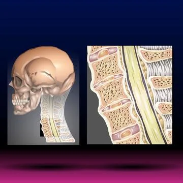 Cervical Spine Stock Illustration