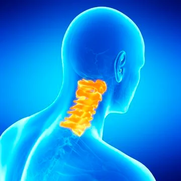 Cervical spine, illustration Stock Illustration