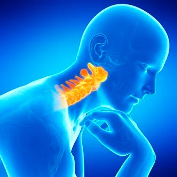 Cervical spine, illustration Stock Illustration