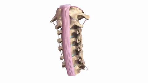 Spine Cervical Stock Footage ~ Royalty Free Stock Videos | Pond5