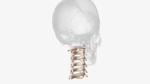 The cervical spine (neck region) consists of seven bones (C1-C7 vertebrae), Vídeos de archivo 246534692