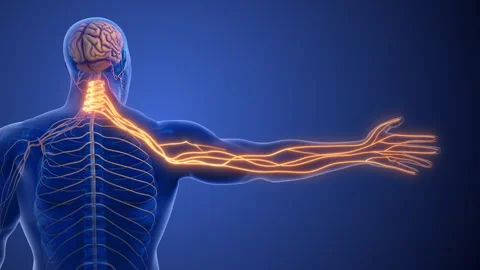 Cervical Spine Nerve Compression Causing Radiculopathy Stock-Footage 288318091