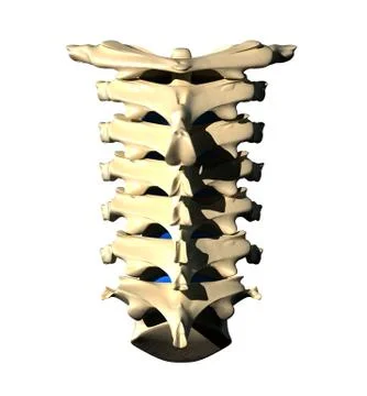 Cervical Spine - Posterior view / Back view 스톡 일러스트
