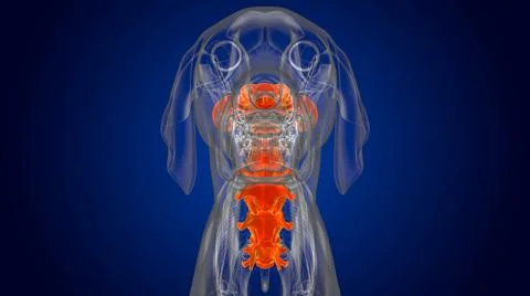 Cervical Vertebrae Bones Dog skeleton Anatomy For Medical Concept 3D Stock Illustration