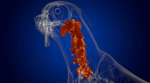 Cervical Vertebrae Bones Dog skeleton Anatomy For Medical Concept 3D Illustrazione stock