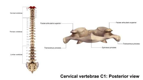 Cervical vertebrae C1 Posterior view Stock Illustration