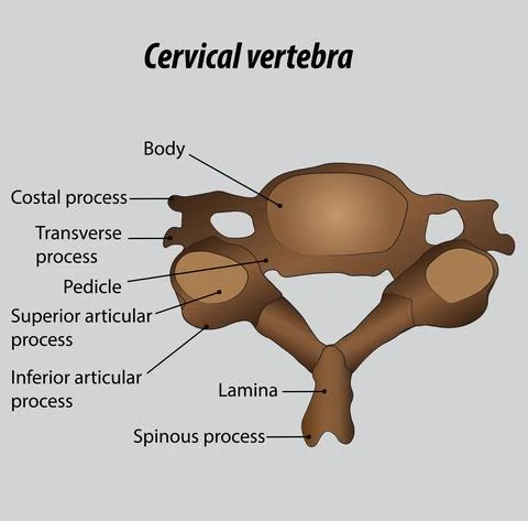 Cervical vertebrae of the spinal column labeled diagram Illustrazione stock