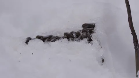 Cervid droppings on forest floor in winter Stock Footage 327621042