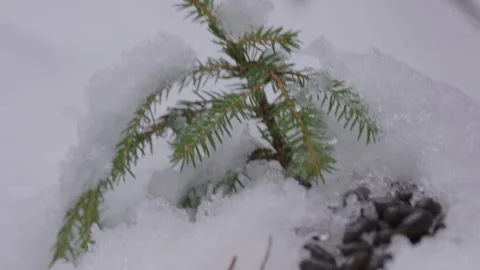 Cervid droppings on forest floor in winter Stock Footage 327621043