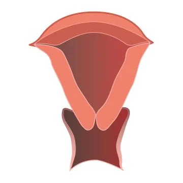 Cervix Vector Illustration on Isolated White Background Stock Illustration