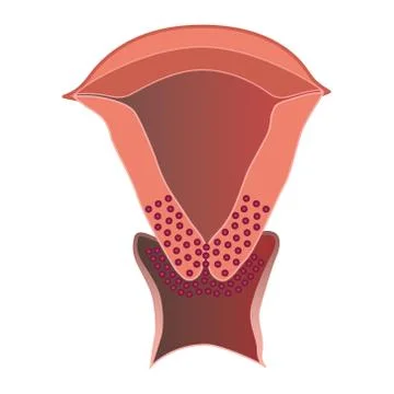 Cervix Vector Illustration on Isolated White Background Stock Illustration