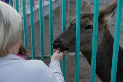 Cervus elaphus  eats from the hands of a man Stock Photos