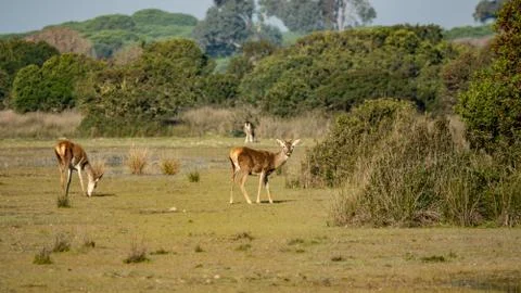Cervus elaphus hispanicus looking at the camera in Donana Stock Photos