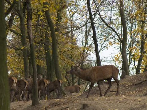 Cervus elaphus Stock Photos