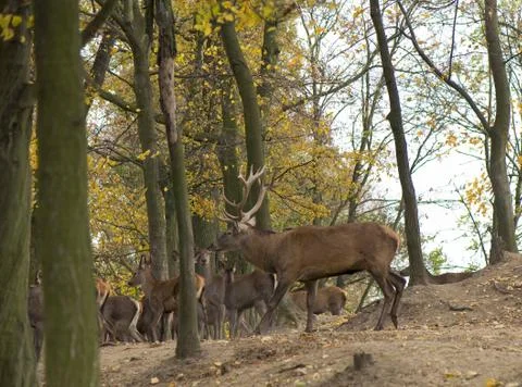 Cervus elaphus Stock Photos