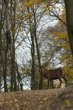 Cervus elaphus Stock Photos