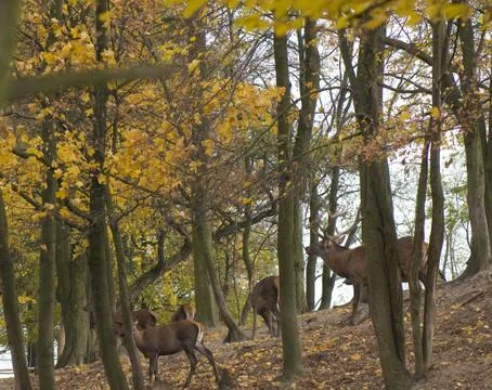 Cervus elaphus Stock Photos