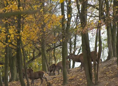 Cervus elaphus Stock Photos