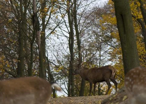 Cervus elaphus Stock Photos