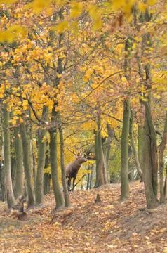 Cervus elaphus Stock Photos