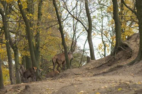 Cervus elaphus Stock Photos
