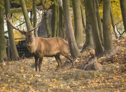 Cervus elaphus Stock Photos
