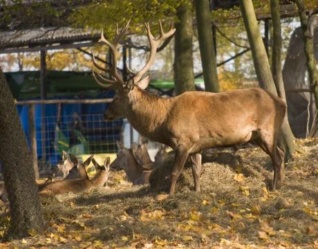 Cervus elaphus Stock Photos
