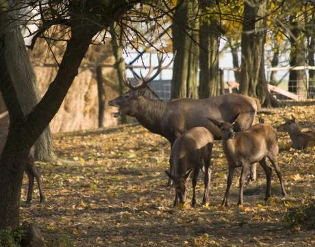 Cervus elaphus Stock Photos