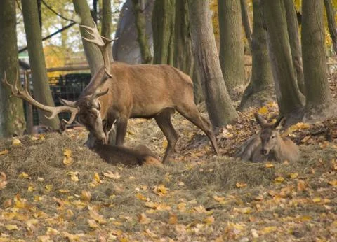 Cervus elaphus Stock Photos
